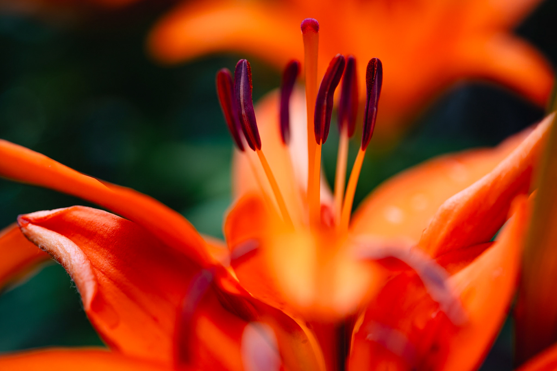 Asiatic Lily