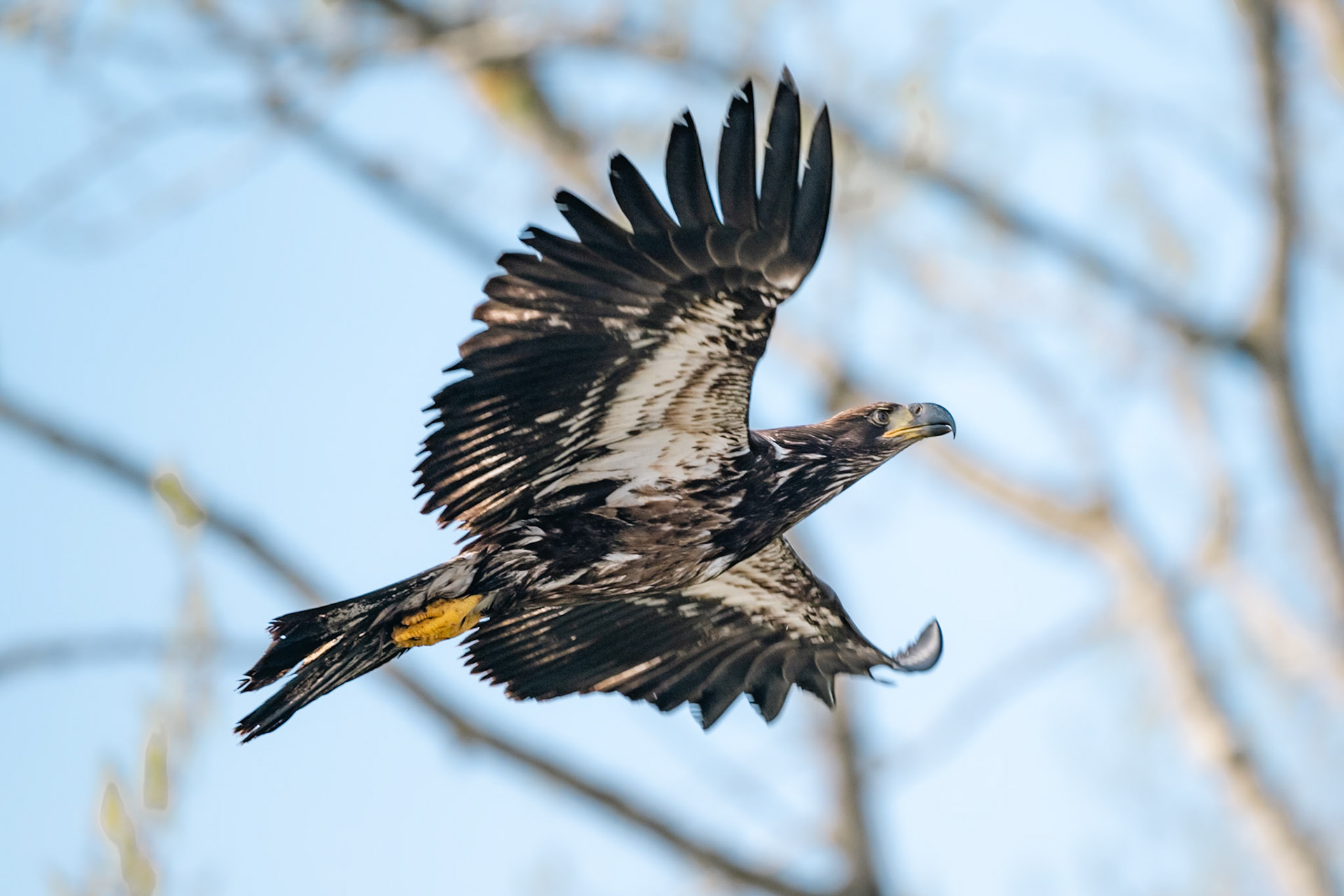 Juvenile Bald Eagle