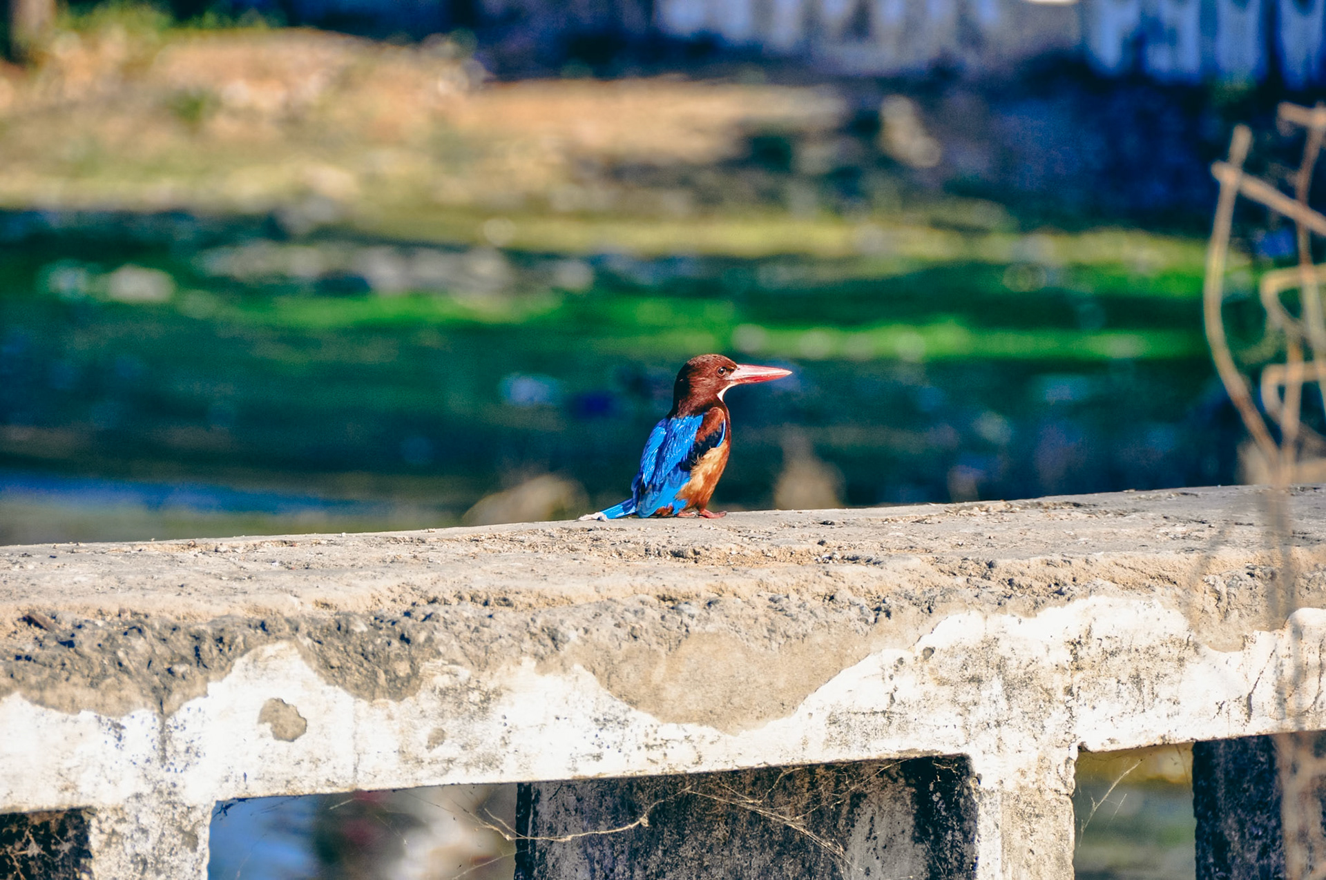 White throated kingfisher