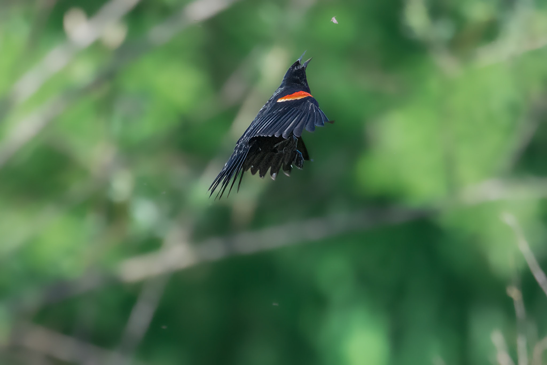 Red Winged Blackbird catching a bug