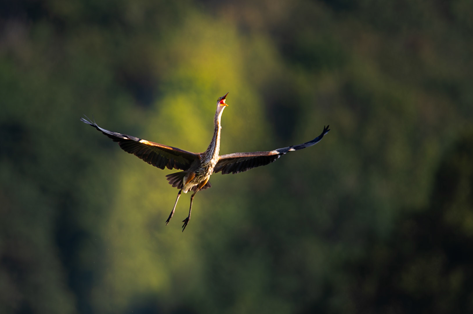Great Blue heron in flight