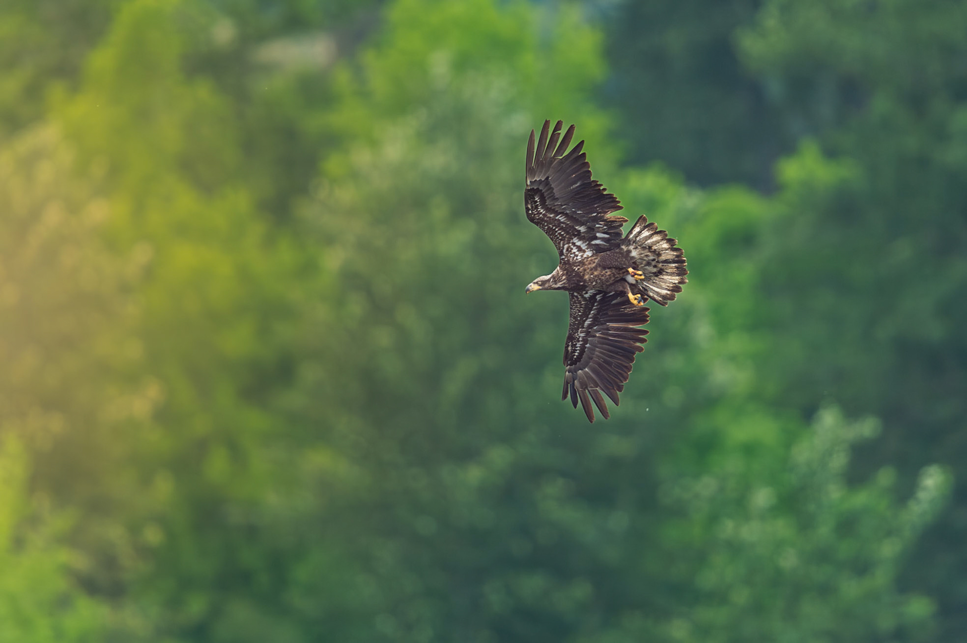 Juvenile Bald Eagle in flight