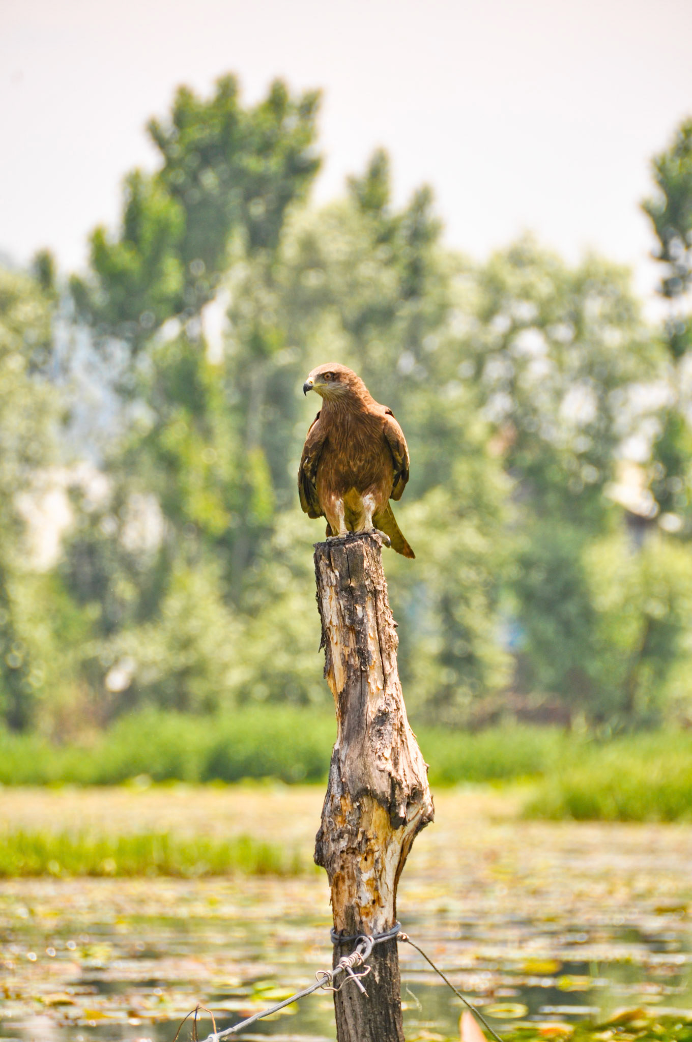 Black Kite in Kashmir