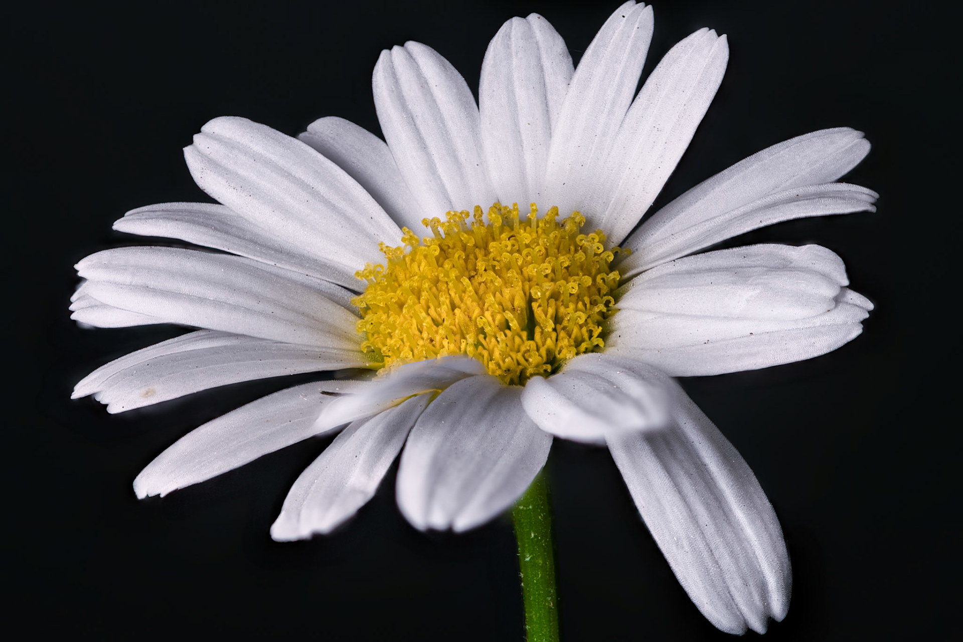 Shasta Daisies
