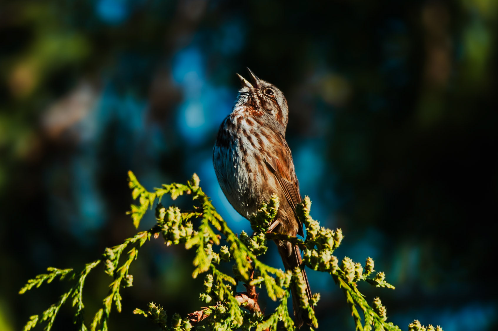 Song Sparrow