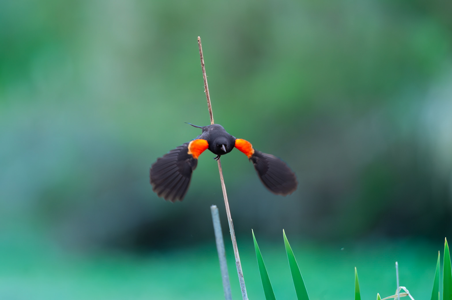 Red Winged Blackbird