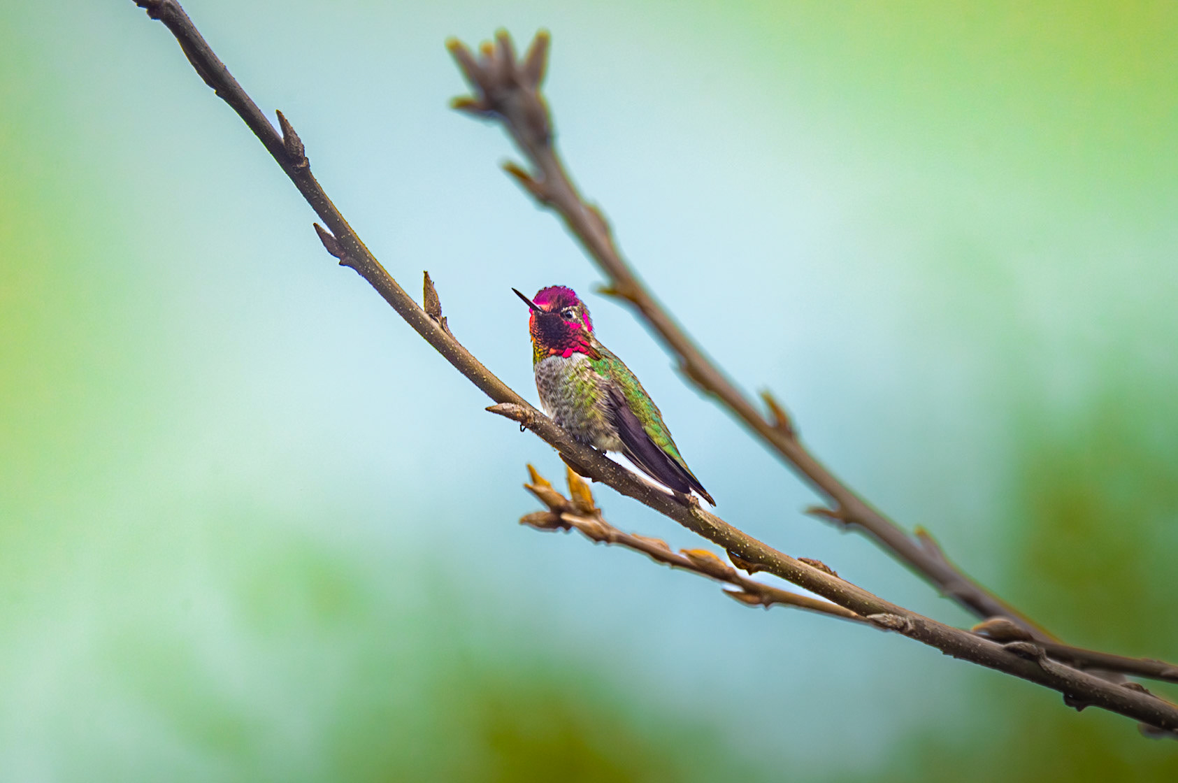 Anna's Hummingbird