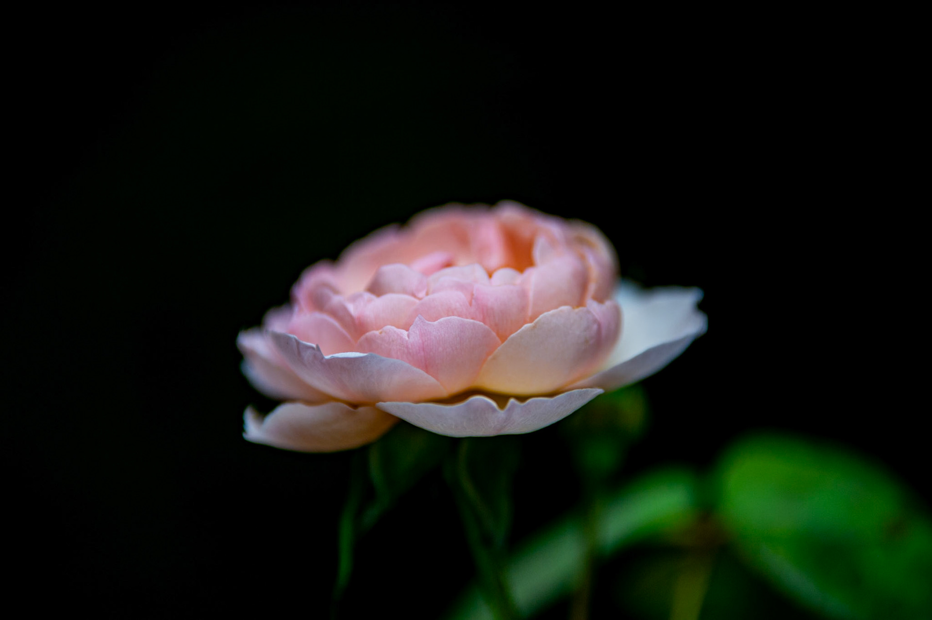 Gentle Germione (Rose)