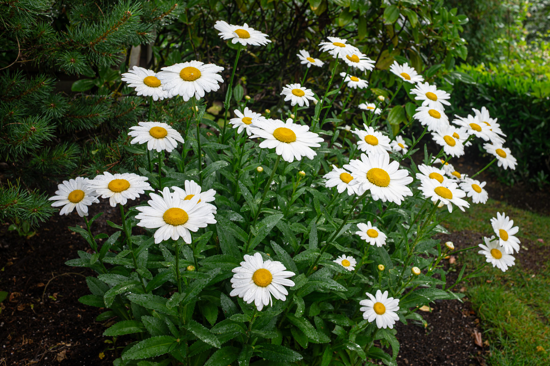 Shasta Daisies