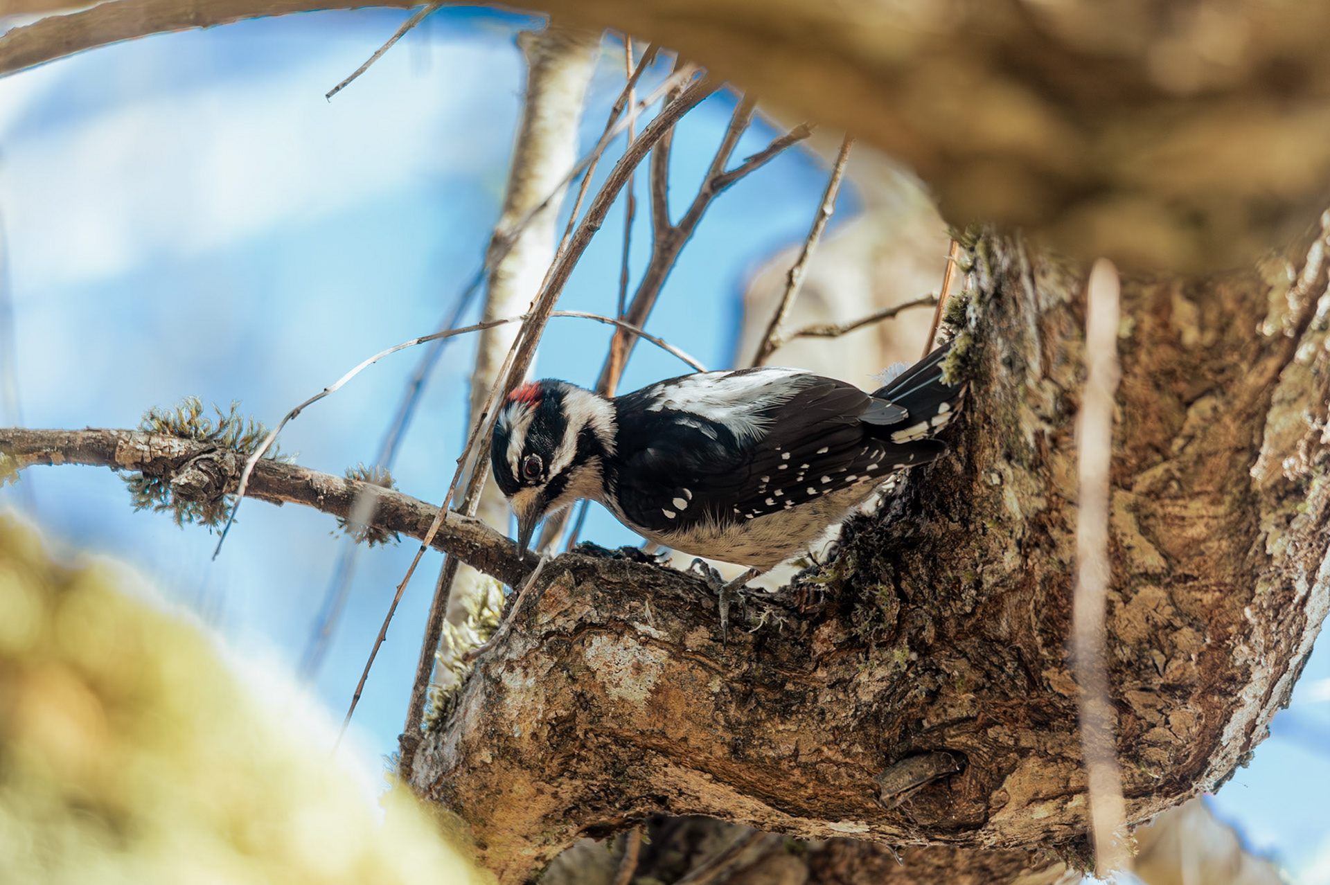 Downy Woodpecker