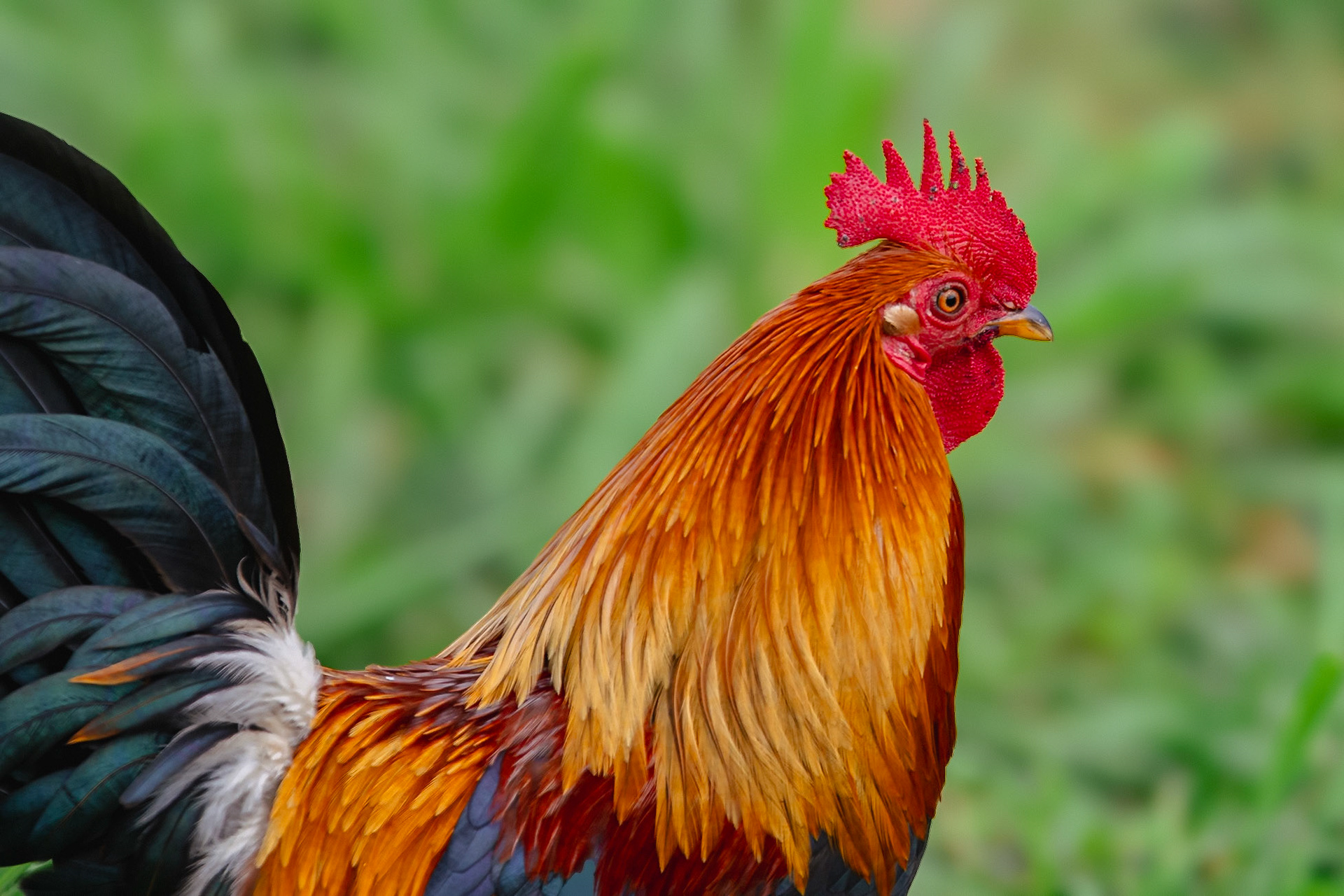 Rooster