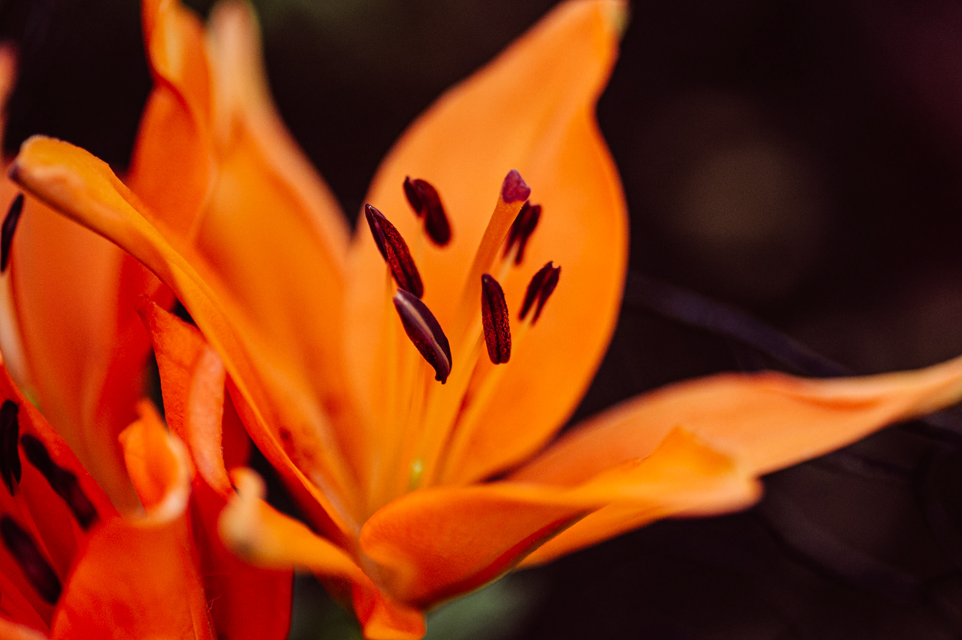 Asiatic Lily