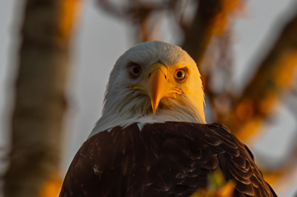 Bald Eagle staring back