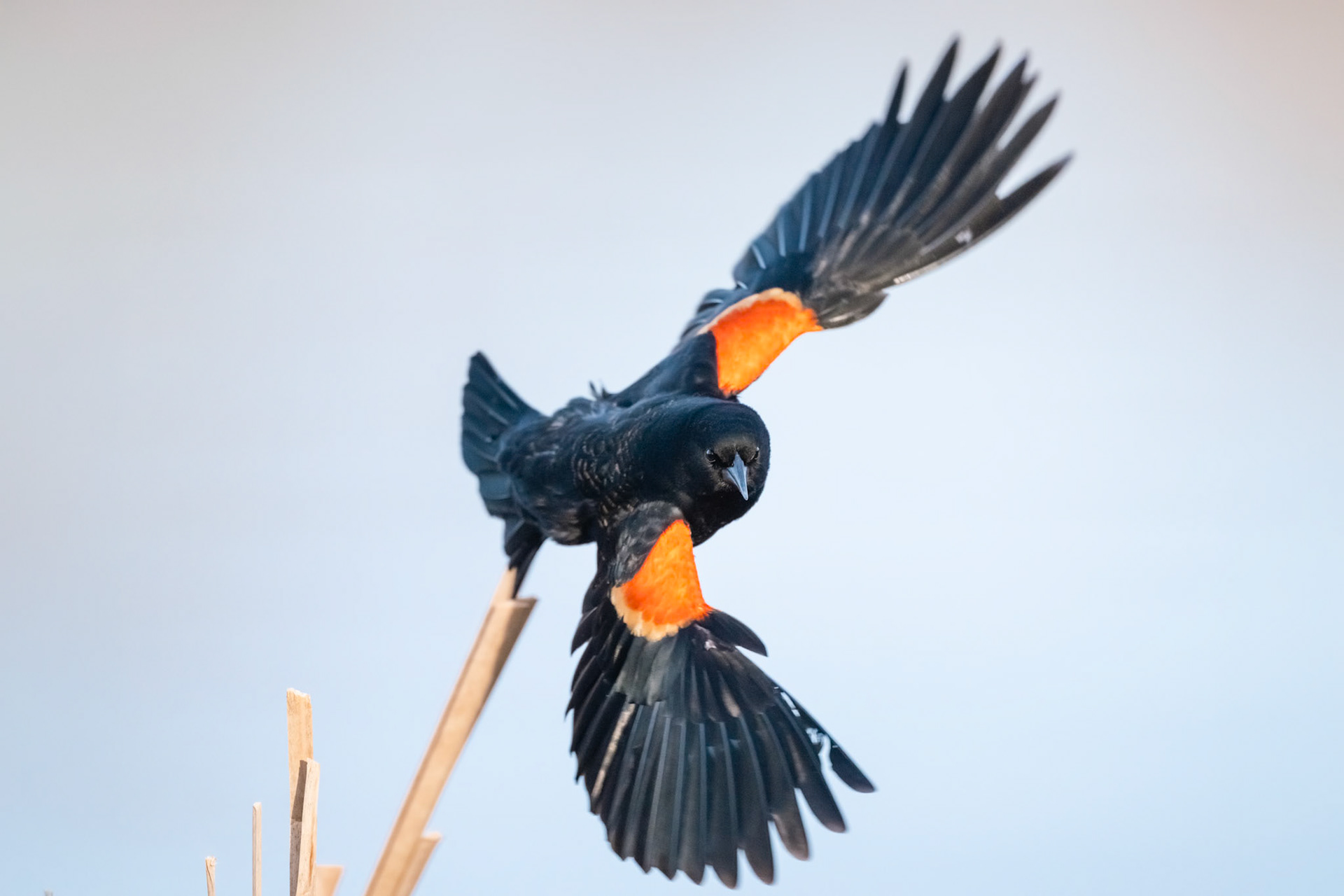 Red Winged Blackbird