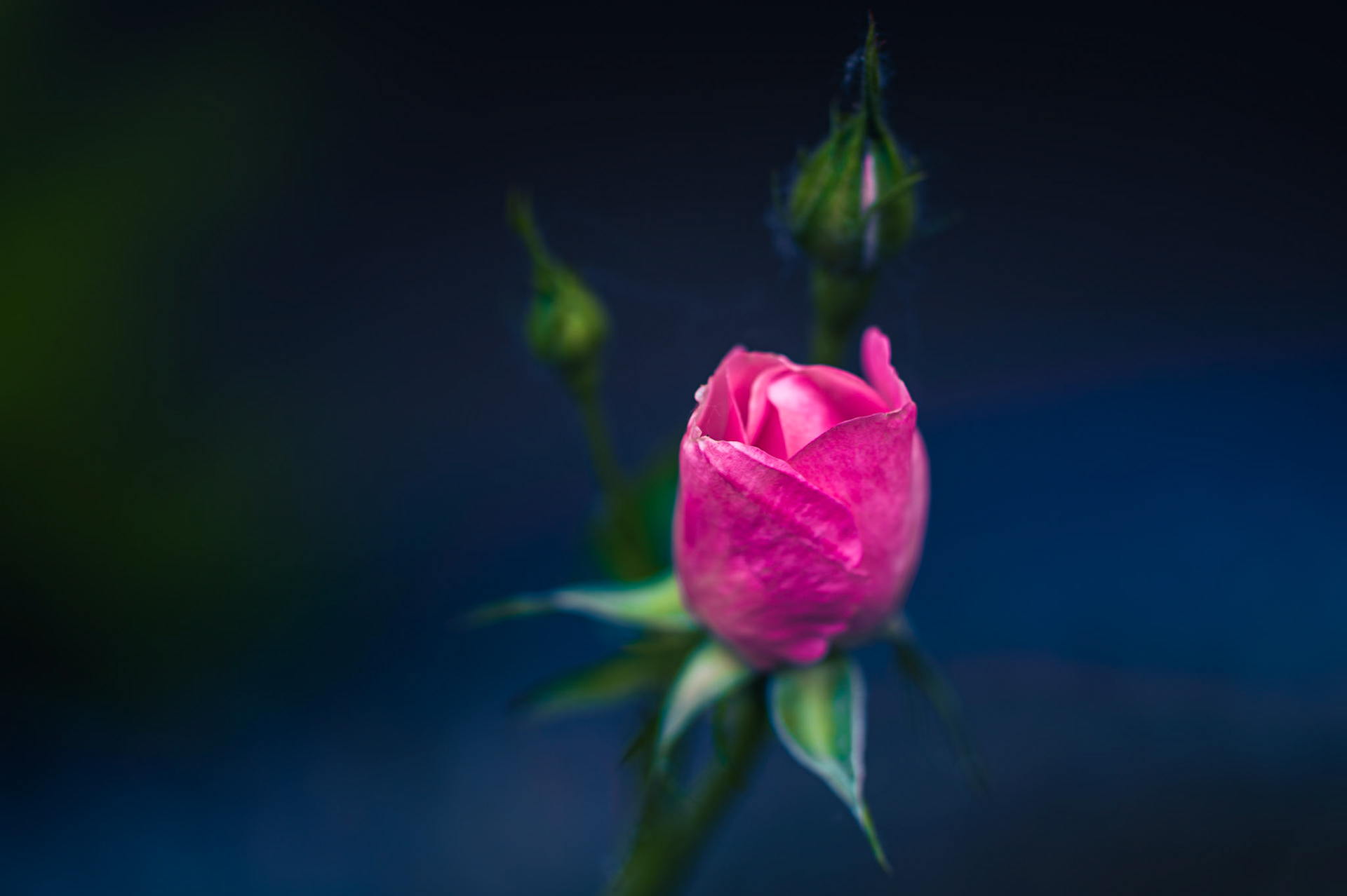 A Rose