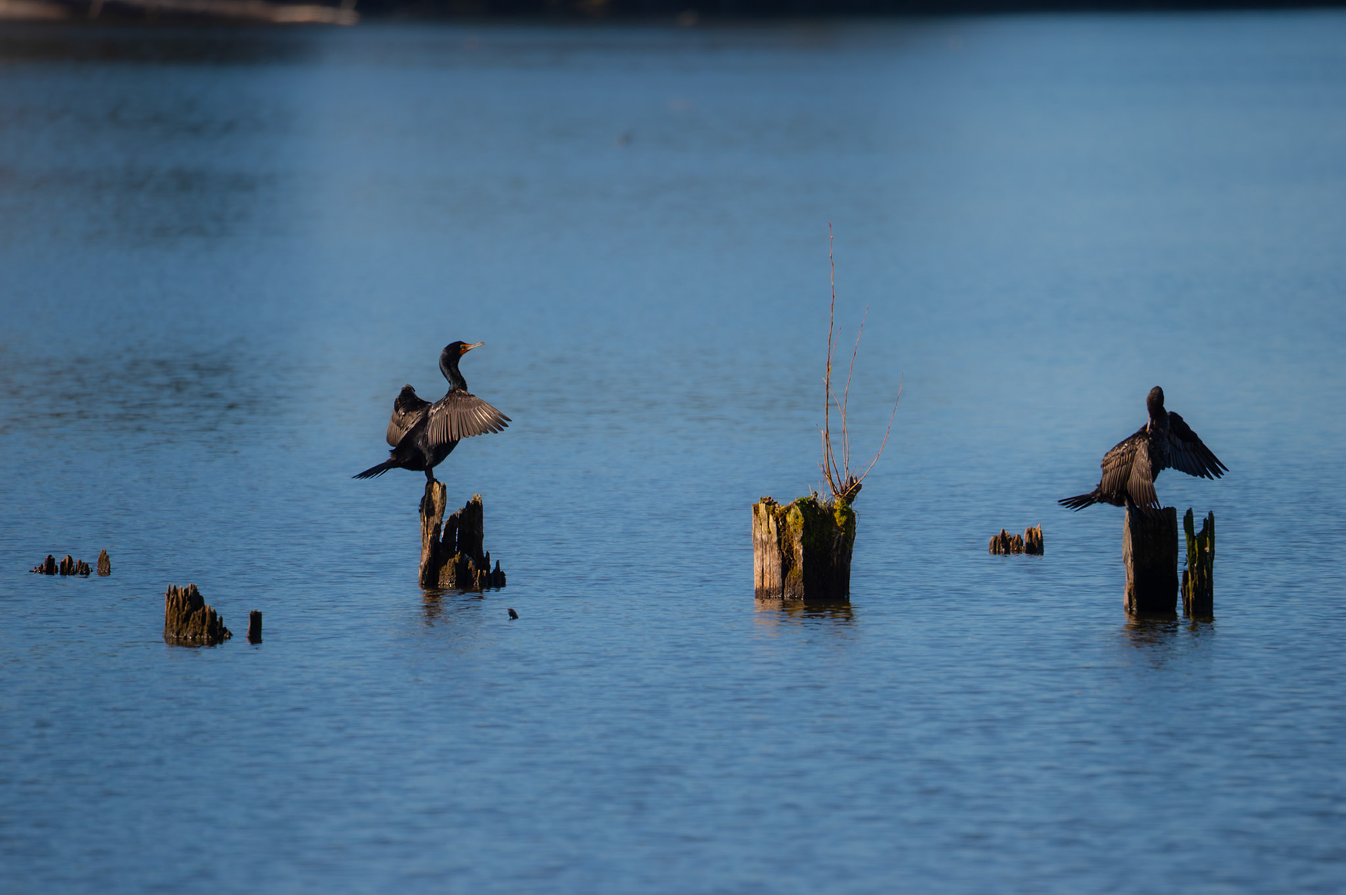 Double Crested Cormorant