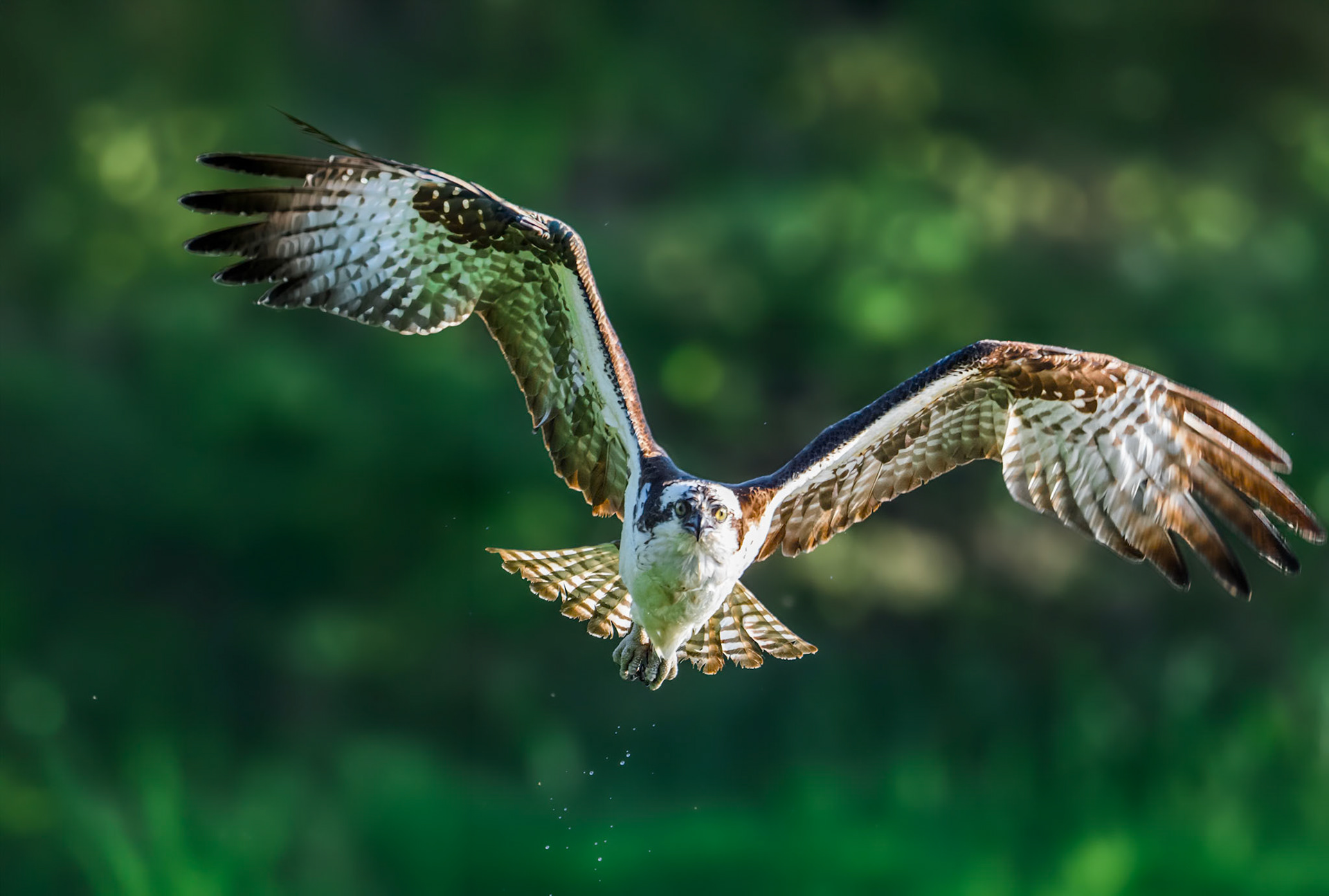 Osprey