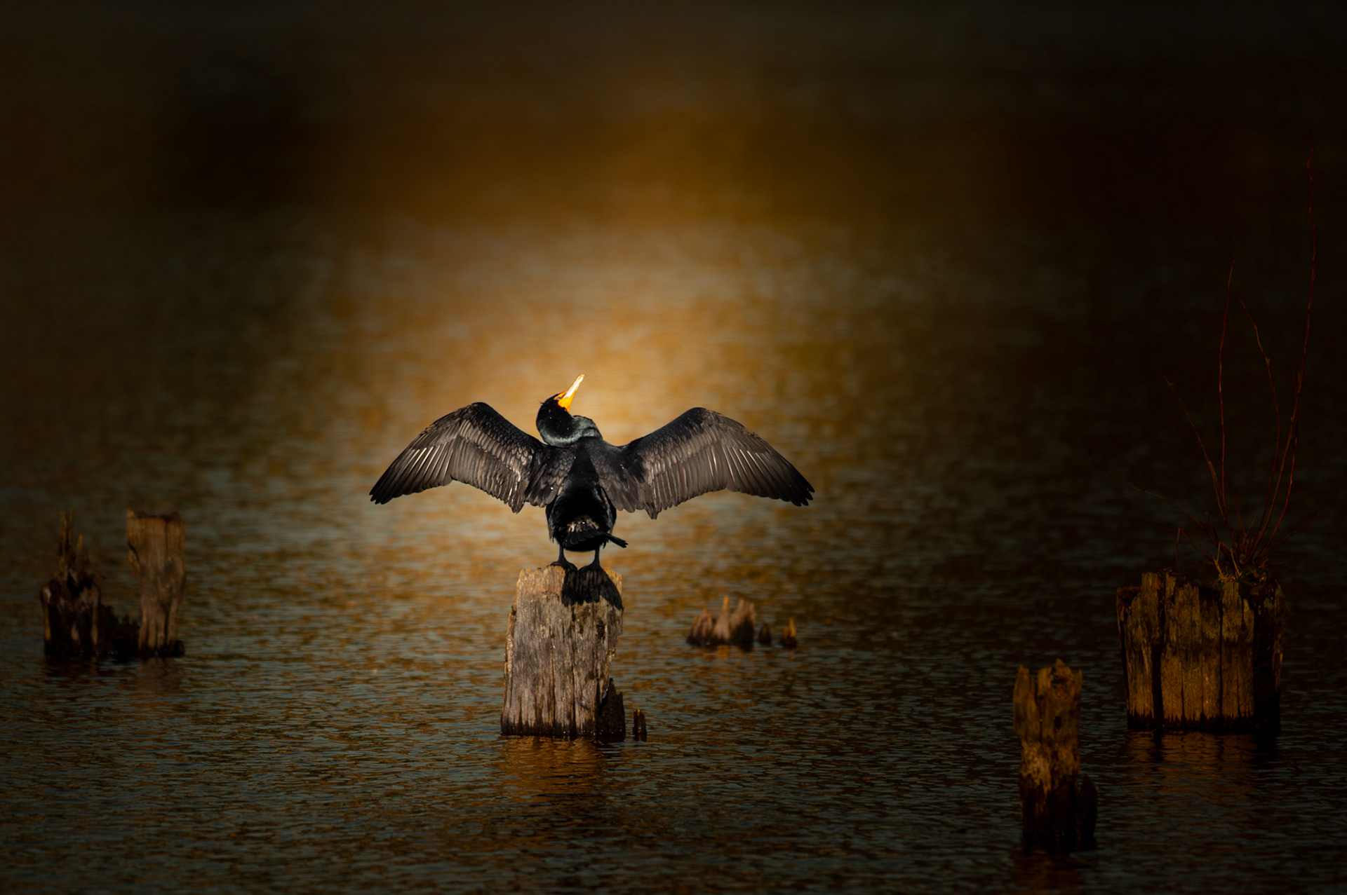 Double Crested Cormorant
