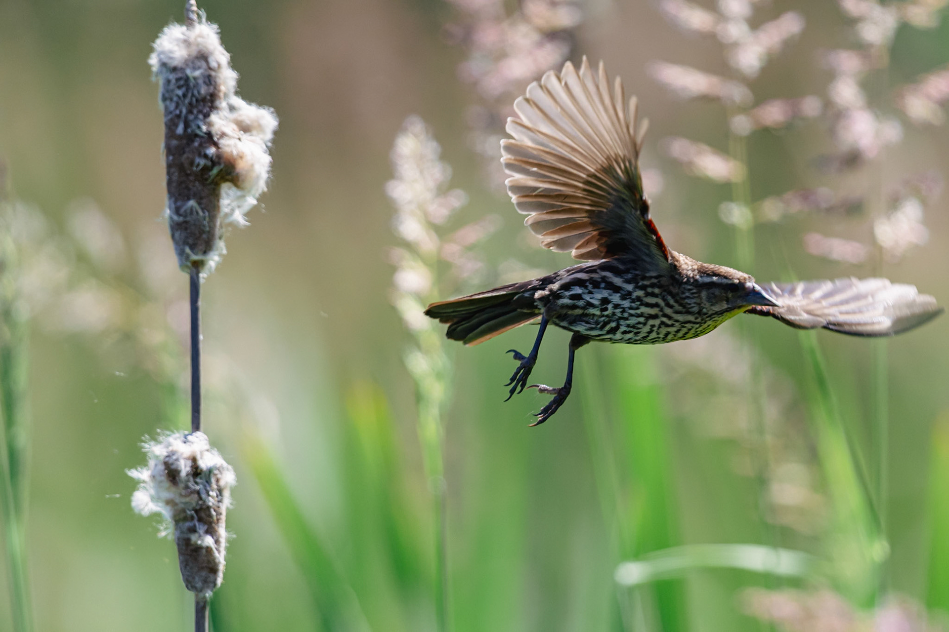 Female Redwinged Blackbird in flight