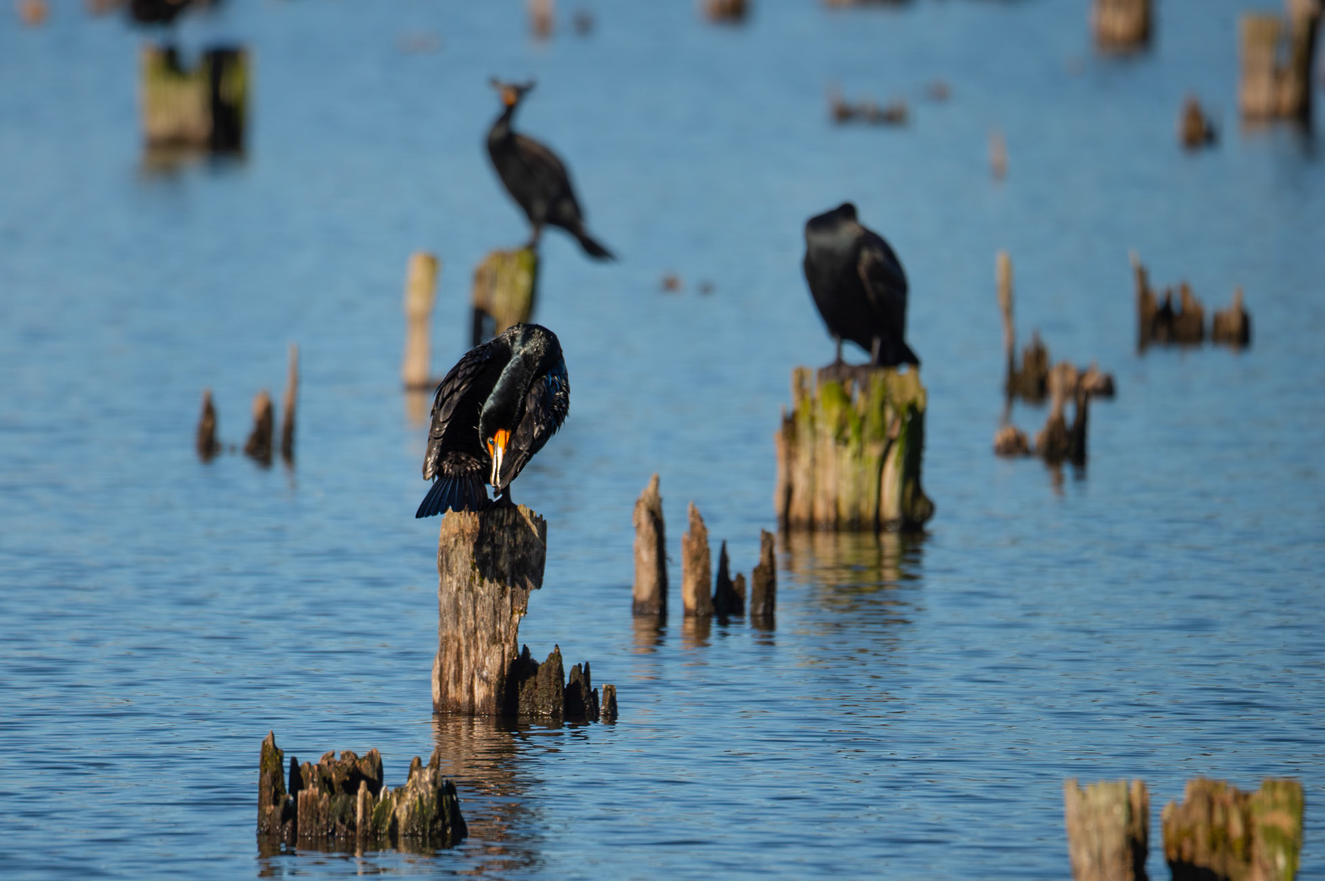 Double Crested Cormorant