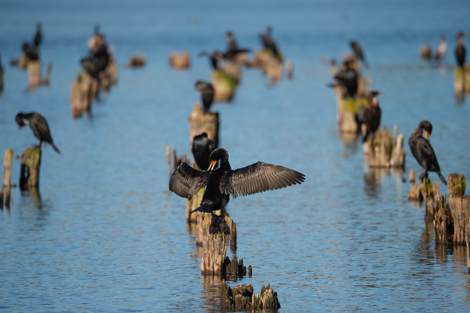 Double Crested Cormorant