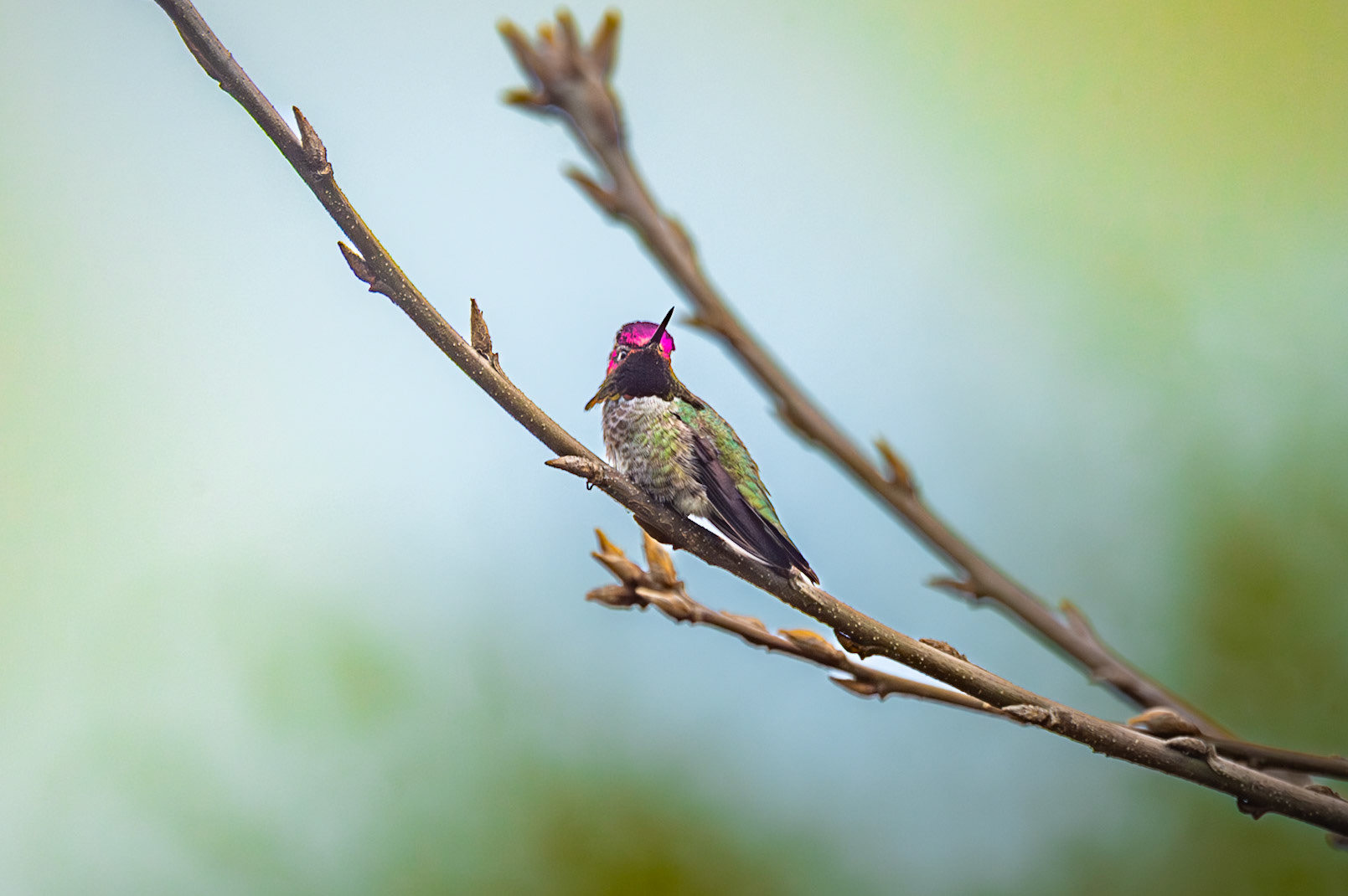 Anna's Hummingbird