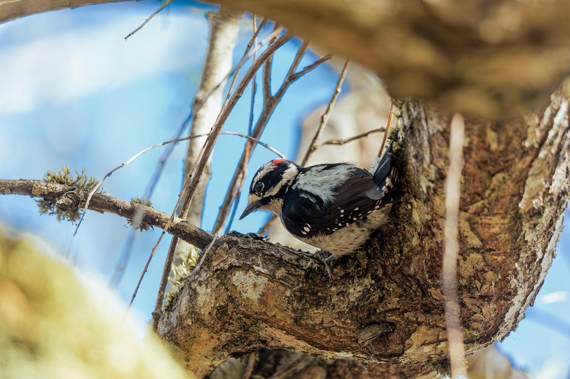 Downy Woodpecker