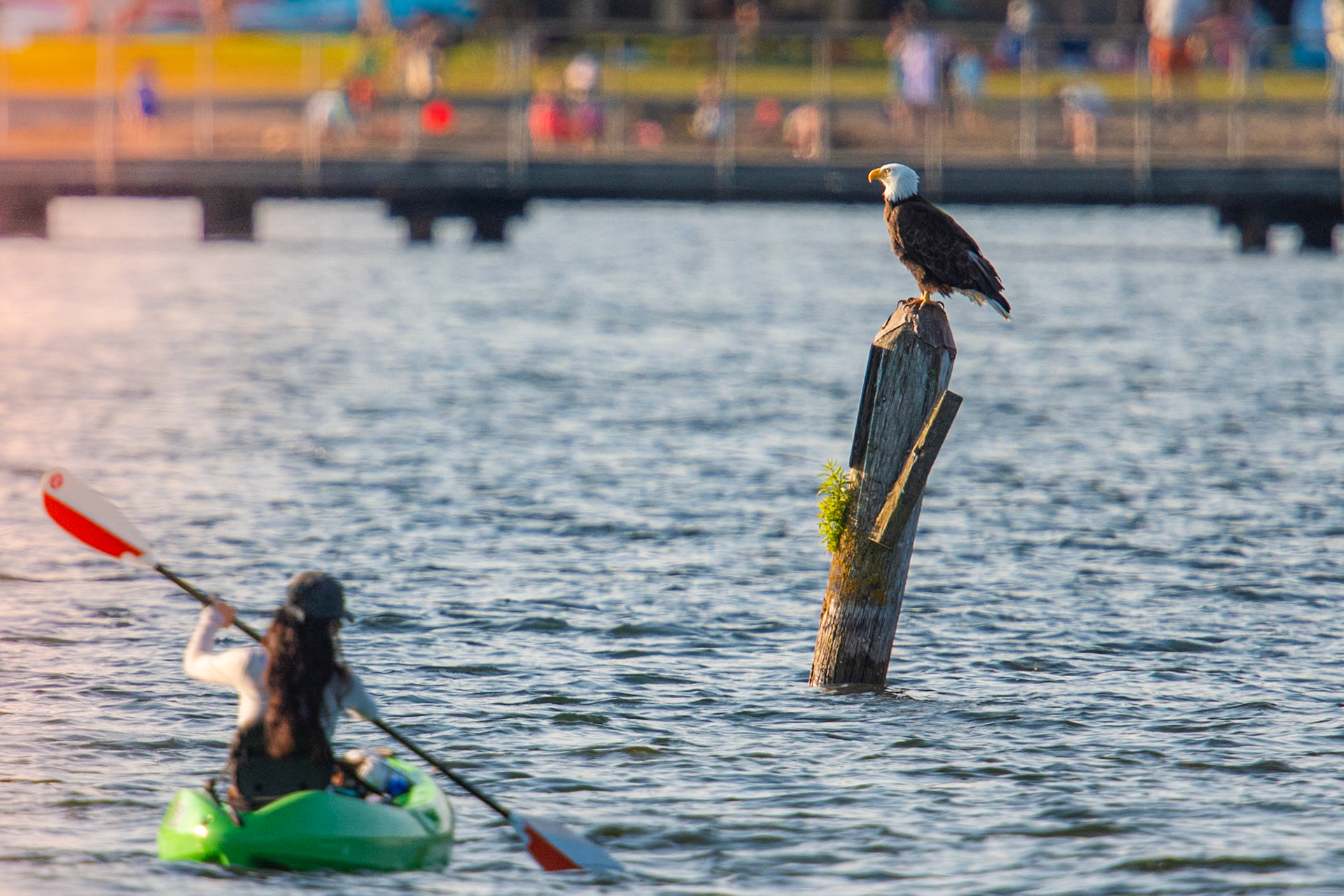 Kayaker  and Bald Eagle