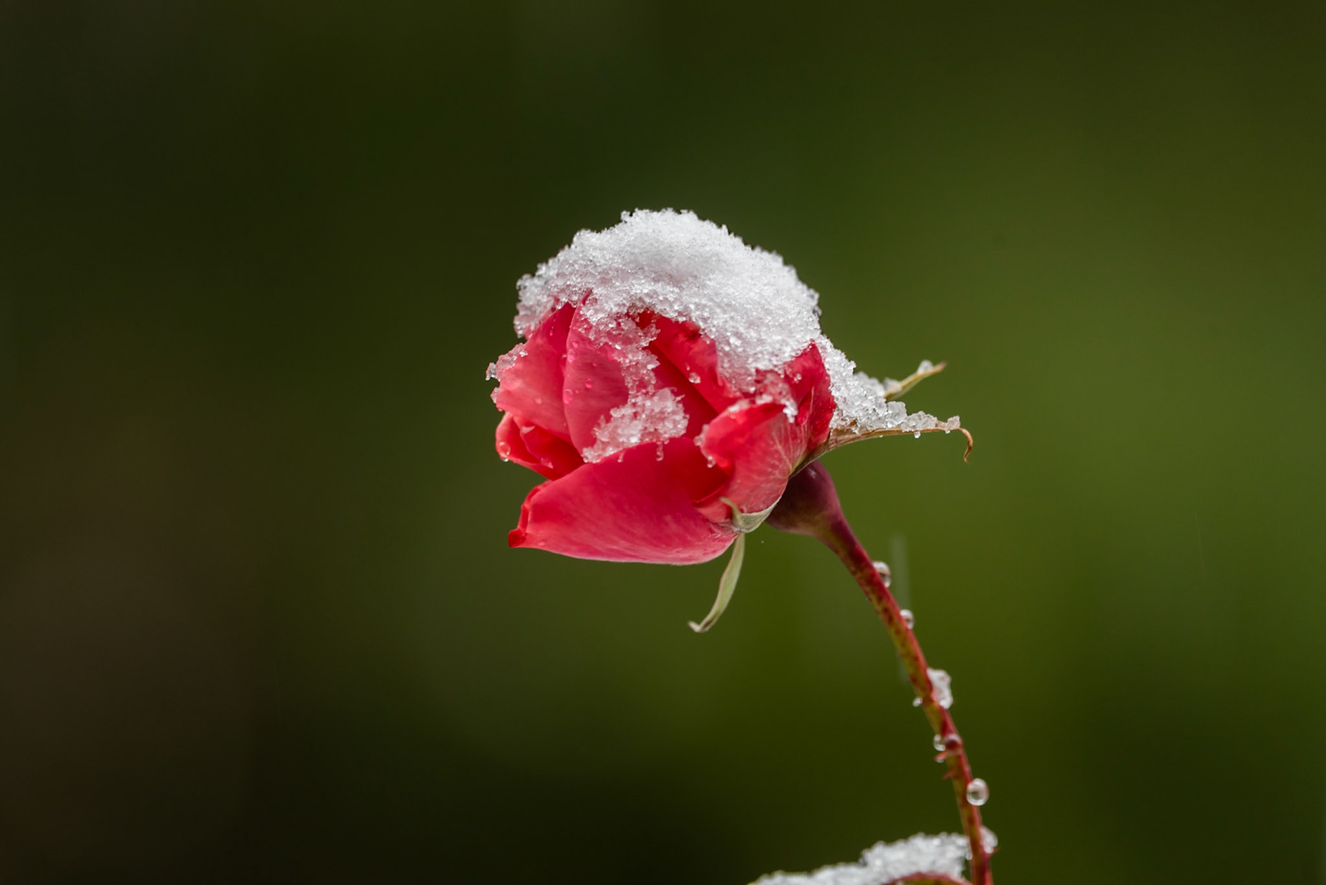 Red Rose in Snow