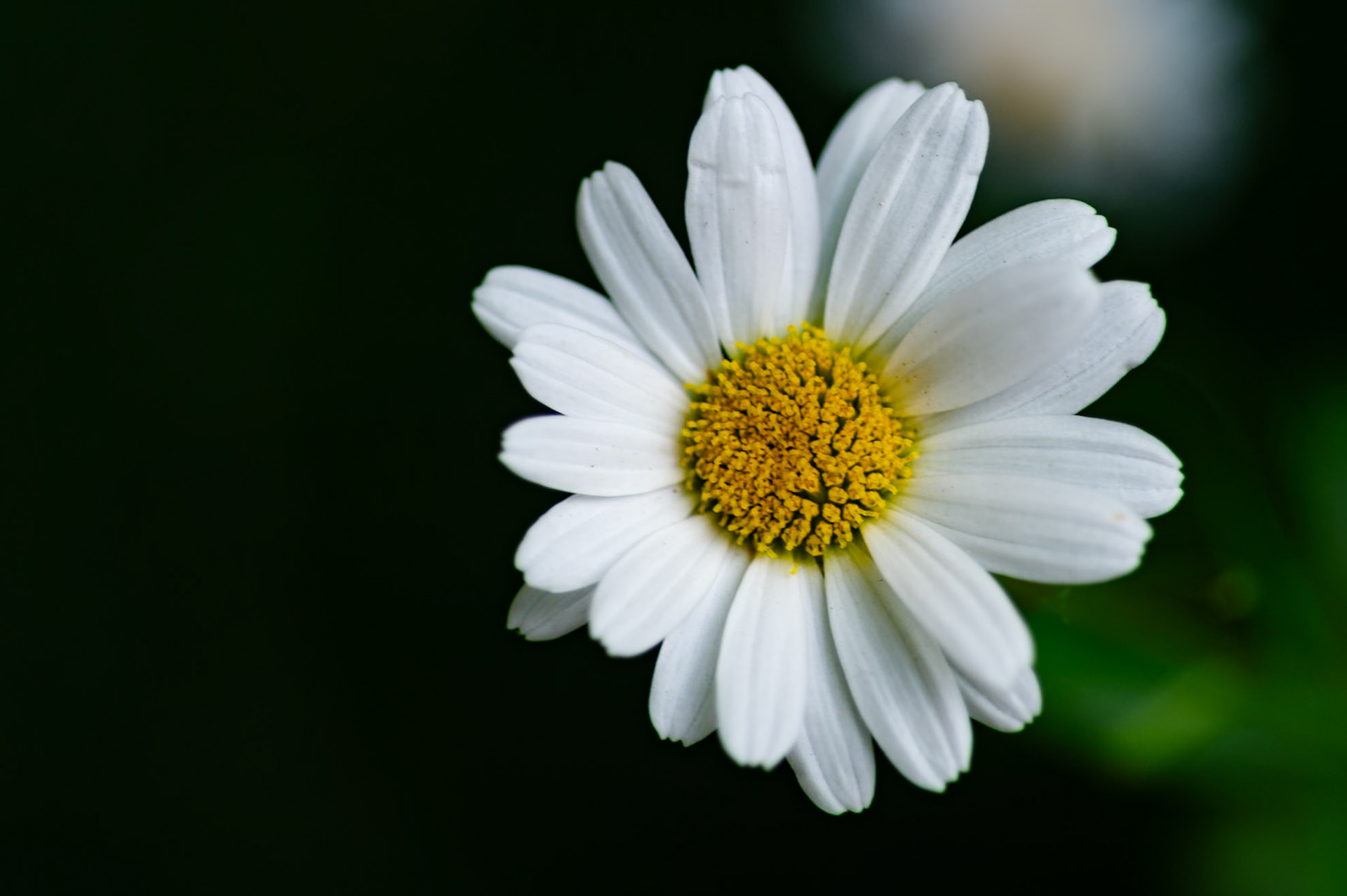 Shasta Daisies