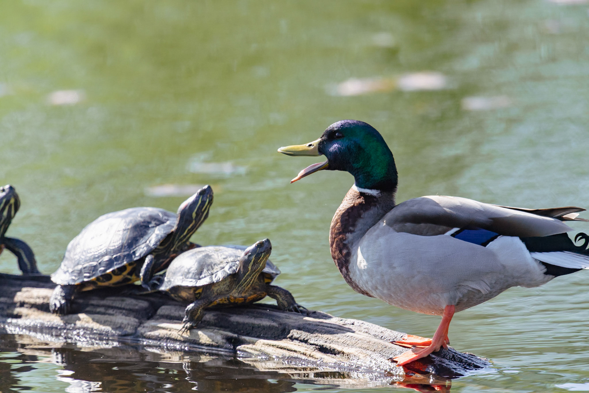 Mallard Vs Turtles