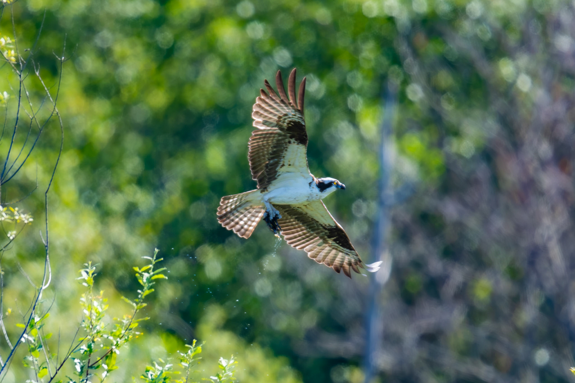 Osprey in flight