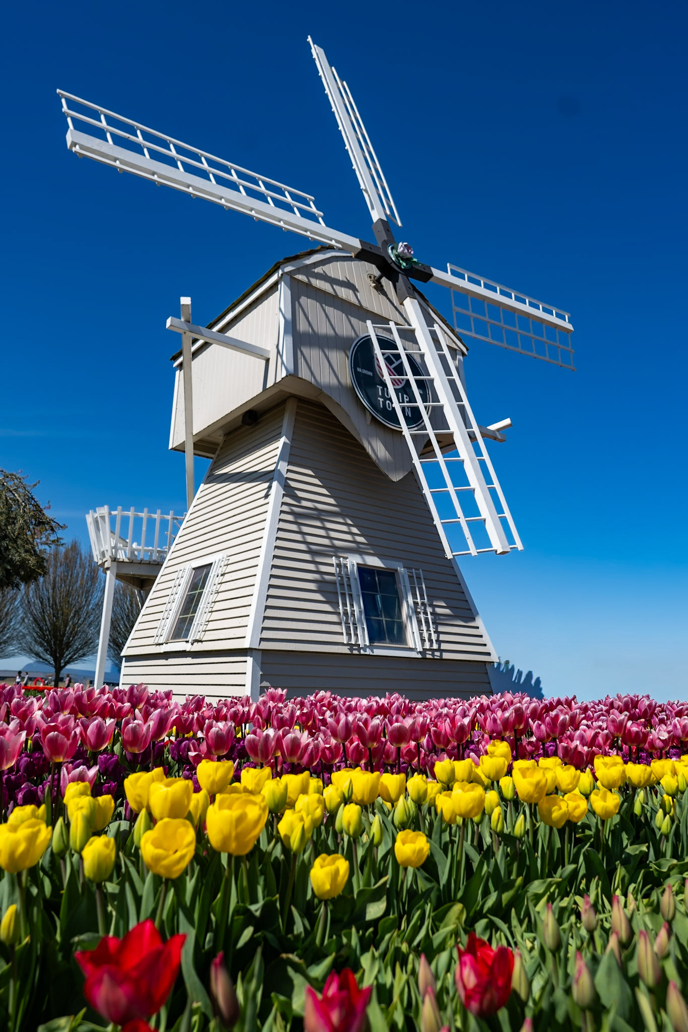 Tulip Town