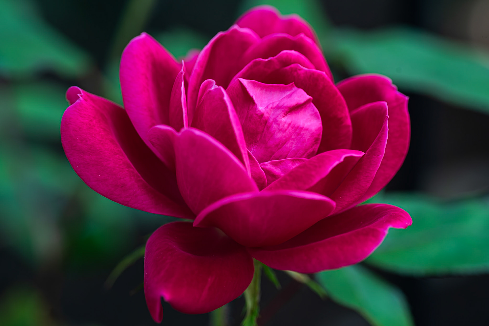 A Knockout Rose