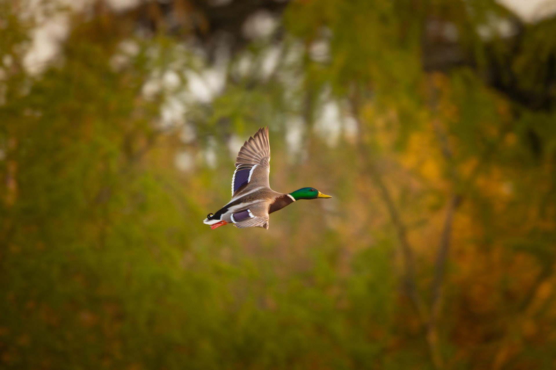 Mallards in flight