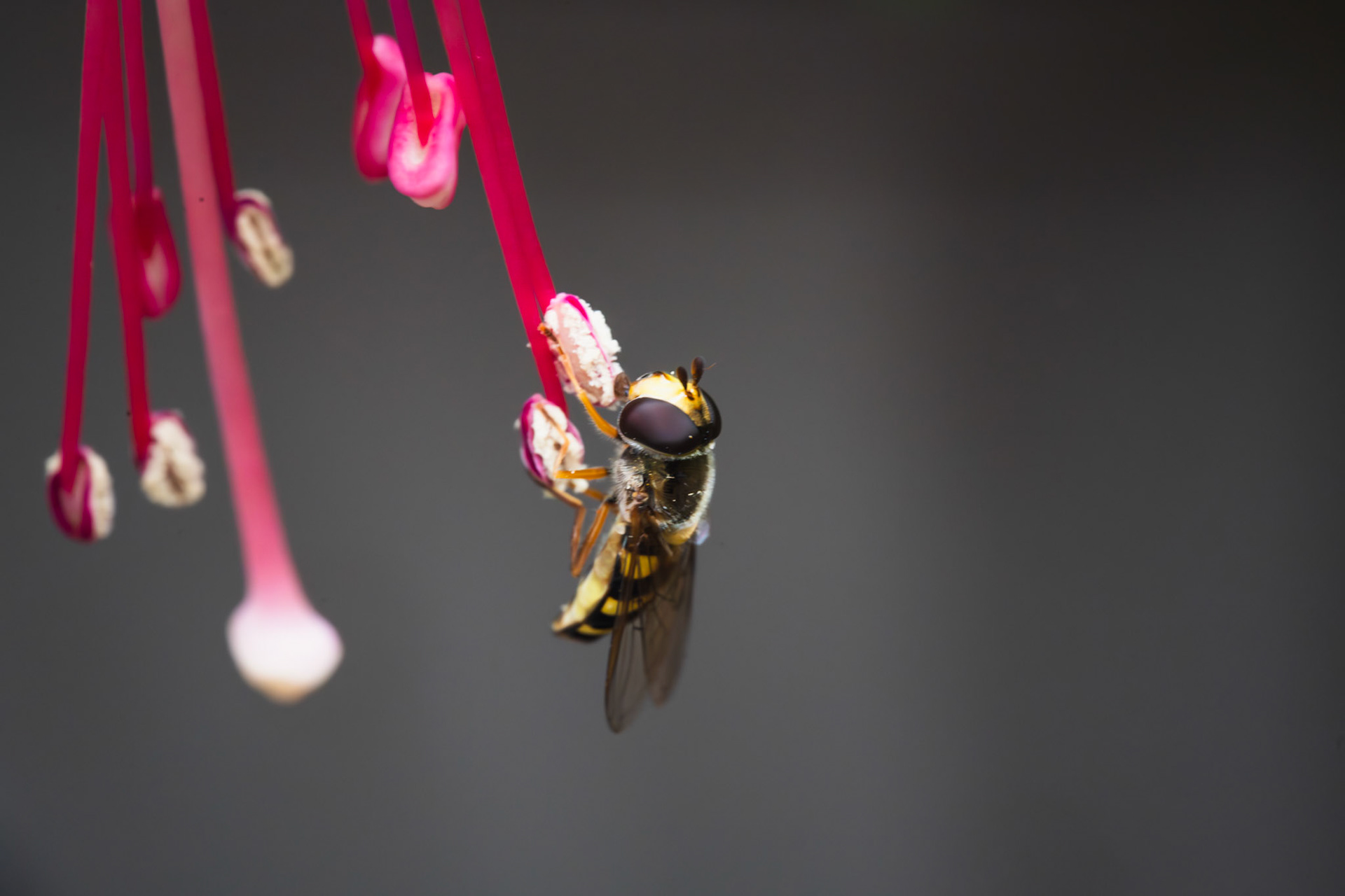 Hoverfly