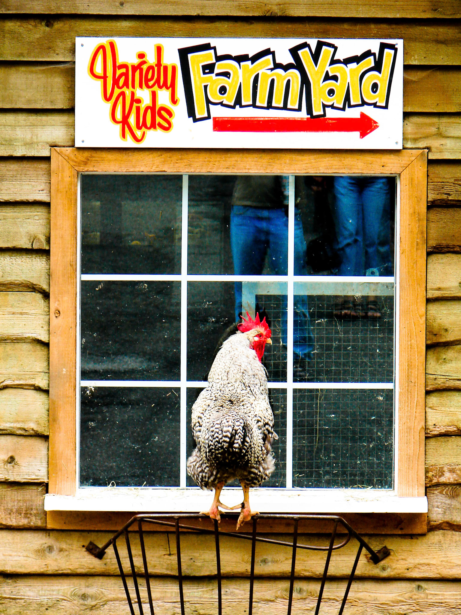 Rooster