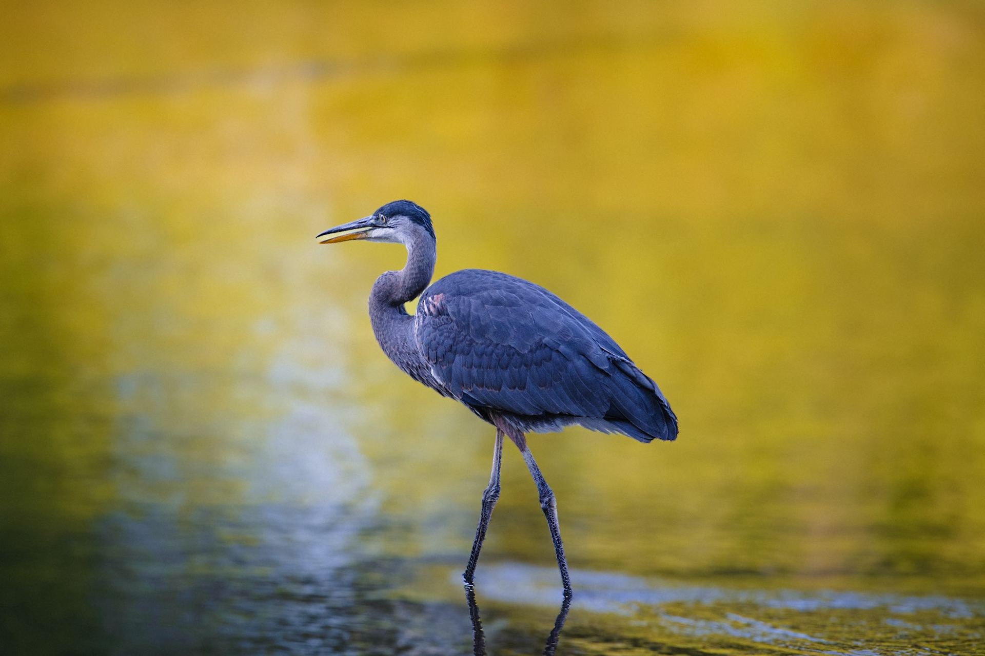 Great Blue Heron