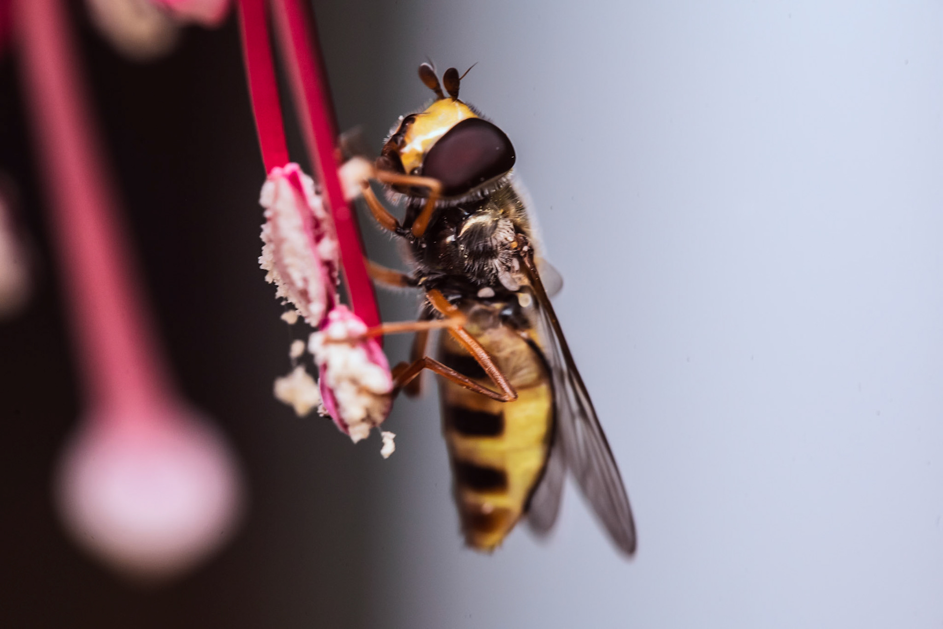 Hoverfly