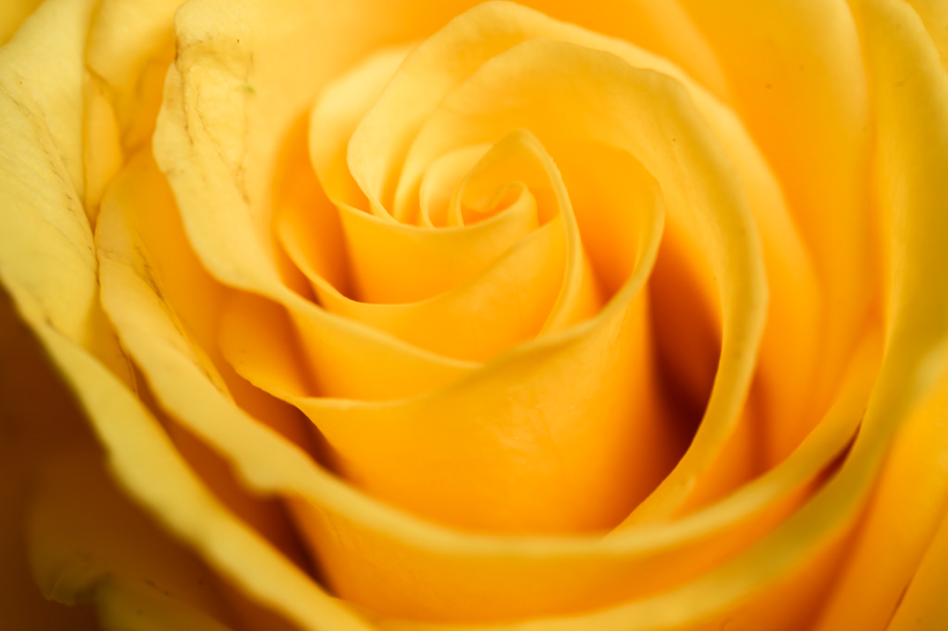 Knockout Rose