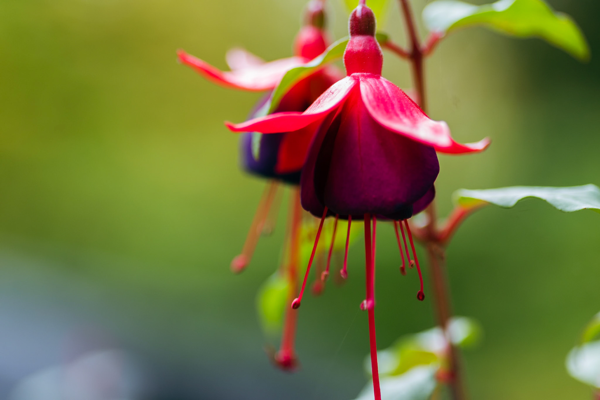 Fuchsia