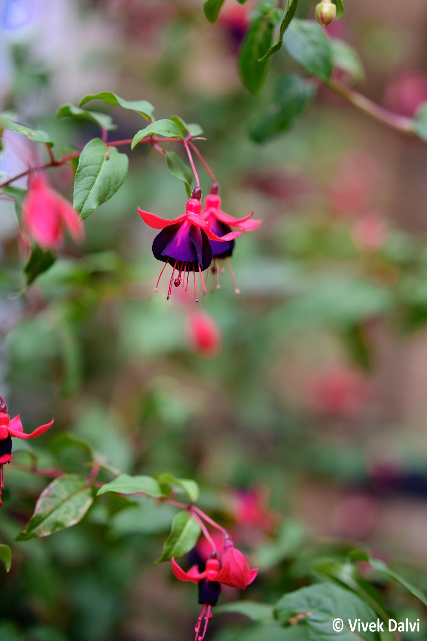 Fuchsia