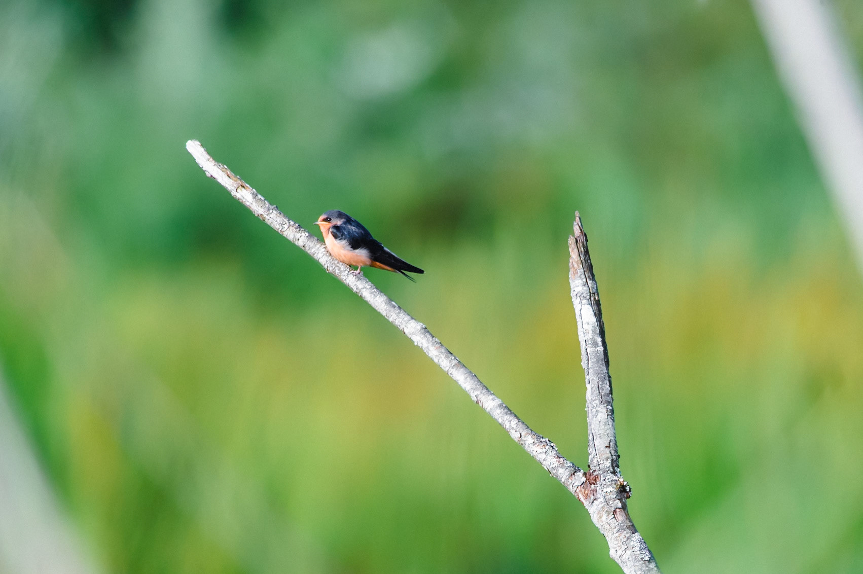 A Barn Swallow