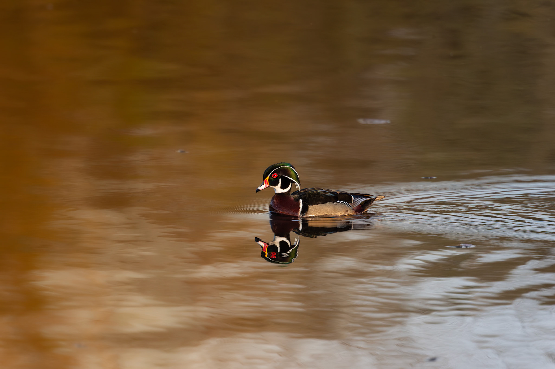 Woodduck