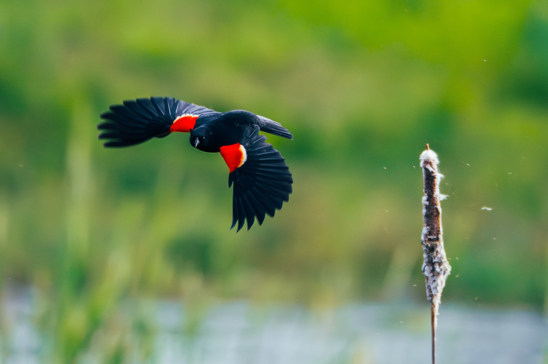 Bald Eagle in flight