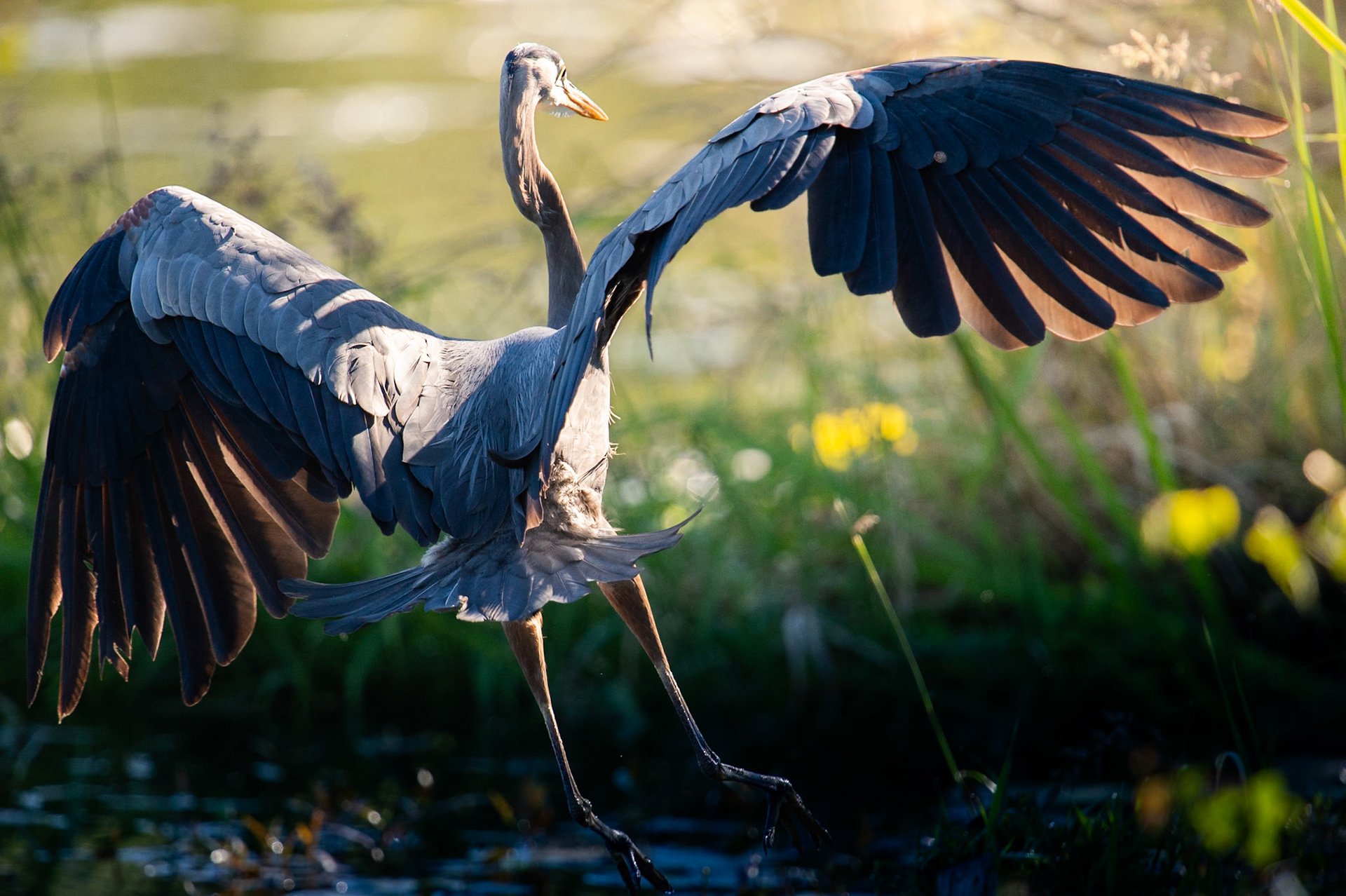 Great Blue Heron