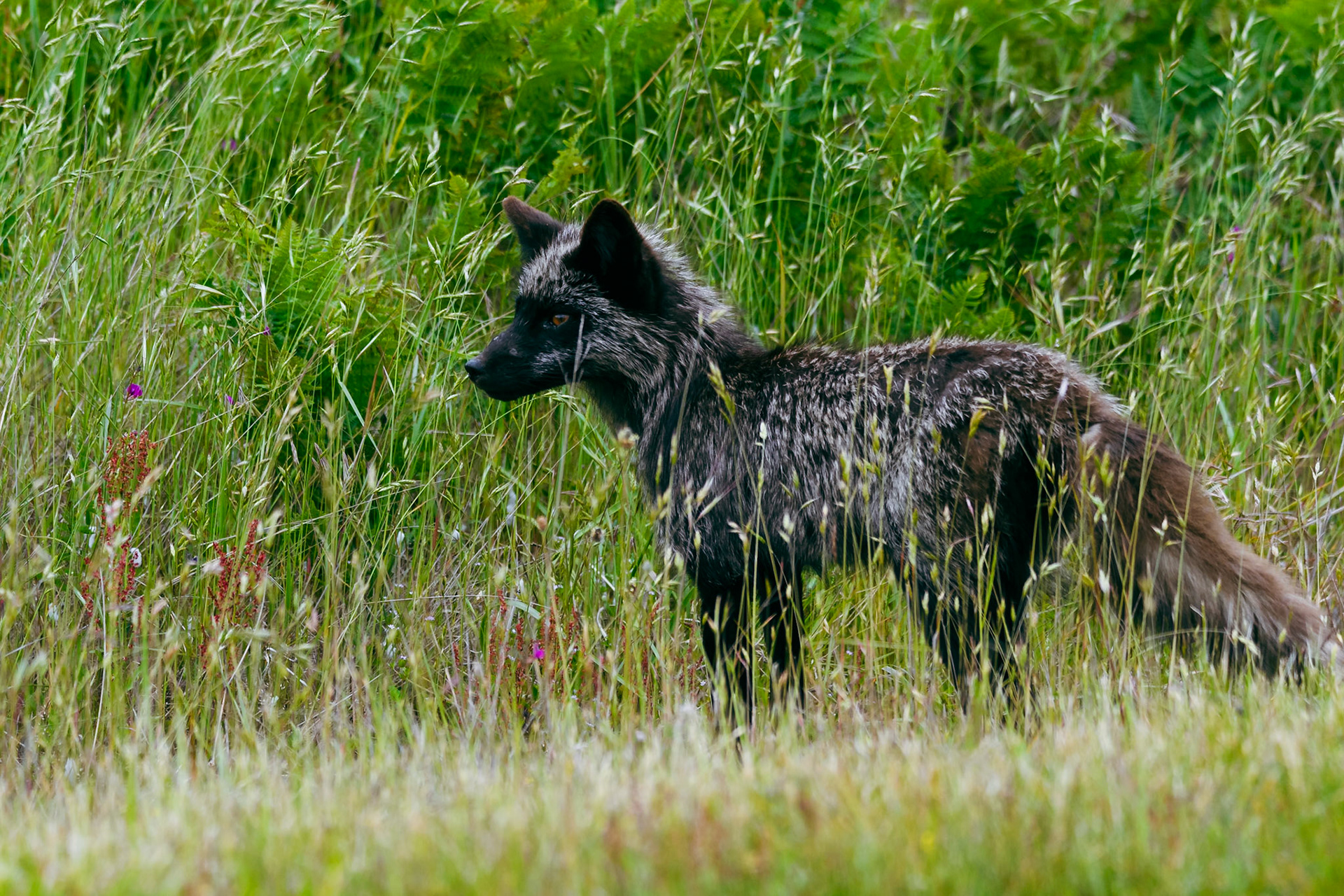 Fox on San Juan