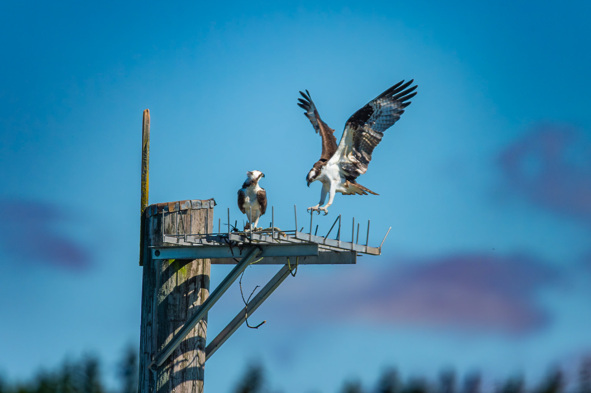 Pair of Ospreys