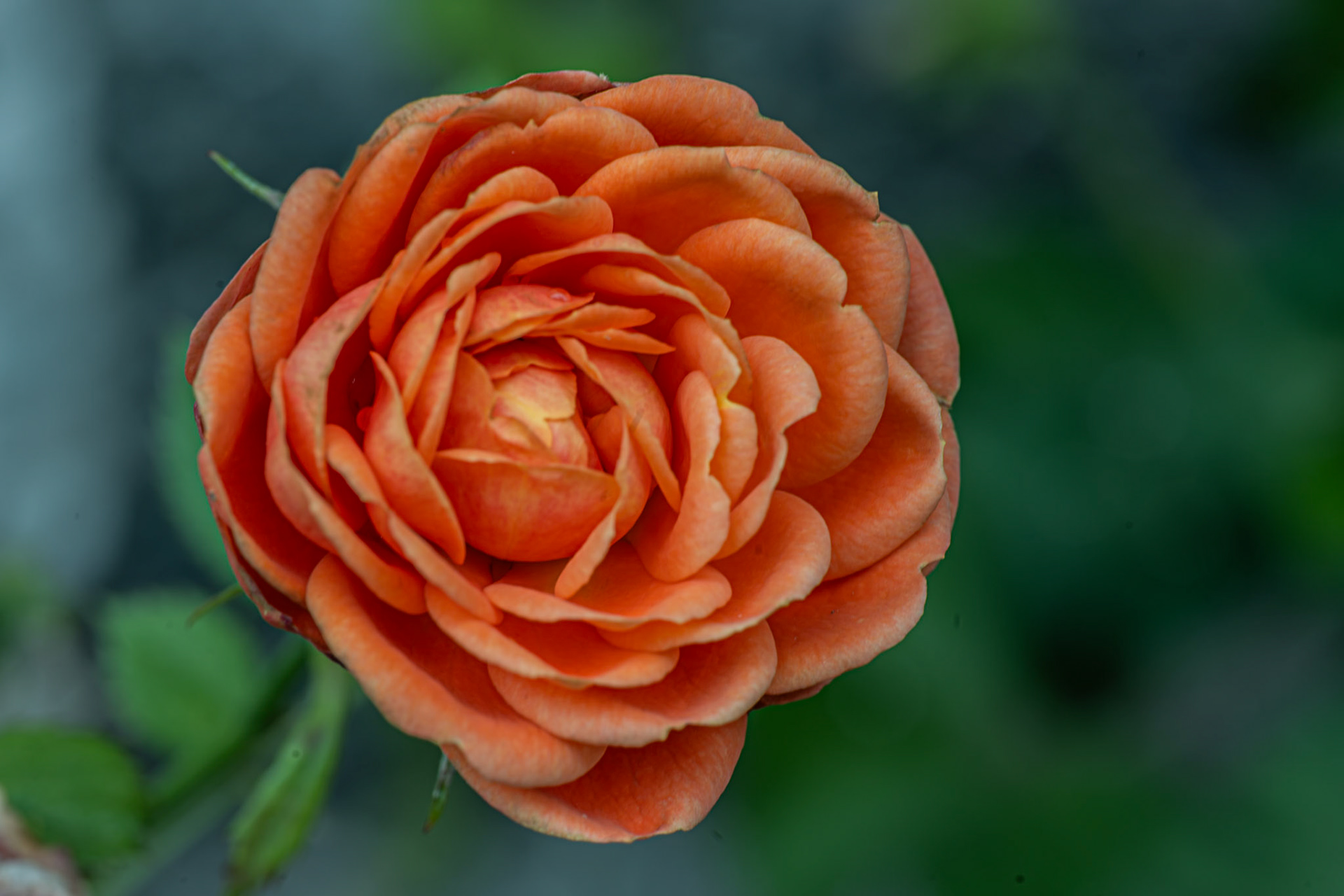 Mini Rose