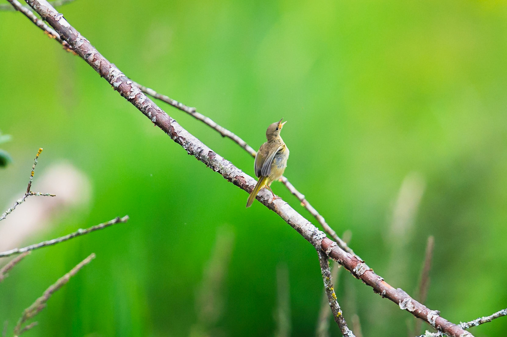 A Common Yellowthroat
